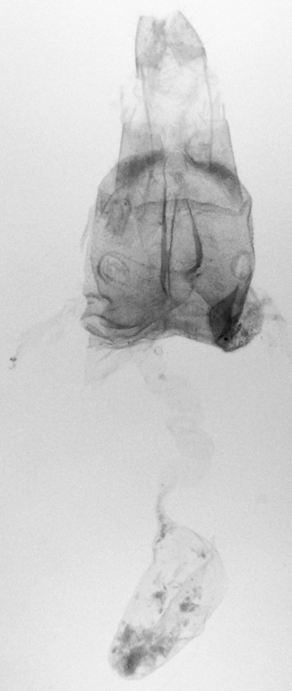 /filer/webapps/moths/media/images/D/devius_Leioptilus_GFAT_RMCA_A100.jpg