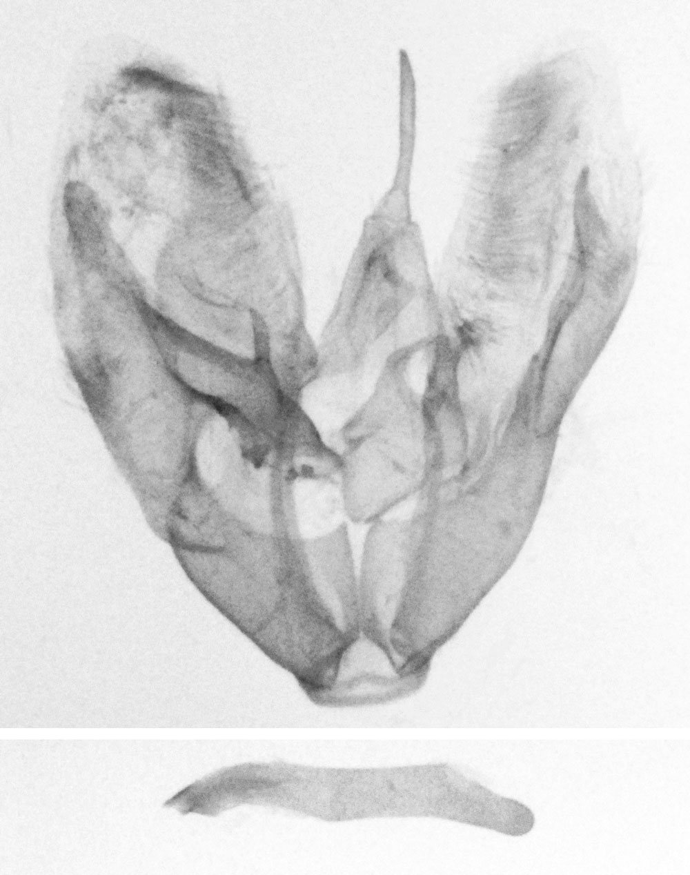 /filer/webapps/moths/media/images/D/devius_Leioptilus_GMHT_RMCA_A86.jpg
