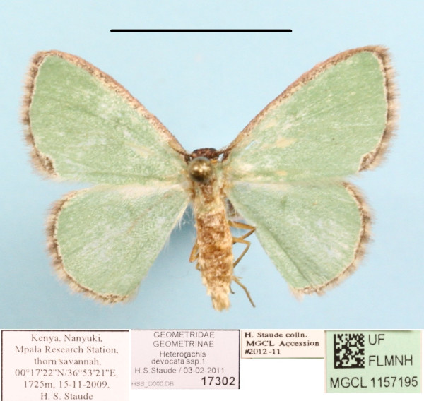 /filer/webapps/moths/media/images/D/devocata_Heterorachis_A_MGCLa_01.jpg