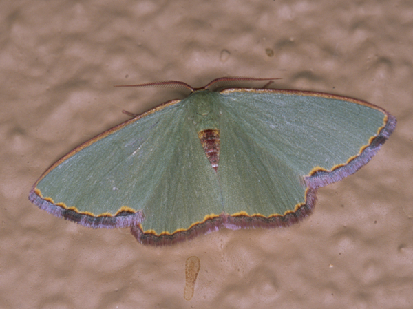 /filer/webapps/moths/media/images/D/devocata_Heterorachis_A_Roland_07.jpg