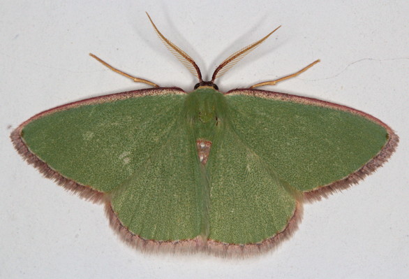 /filer/webapps/moths/media/images/D/devocata_Heterorachis_M_Heyns_01.jpg