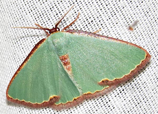 /filer/webapps/moths/media/images/D/devocata_devocata_Heterorachis_A_Braun_03.jpg