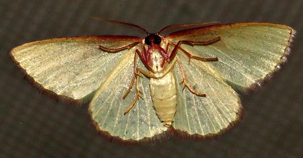 /filer/webapps/moths/media/images/D/devocata_devocata_Heterorachis_A_Braun_04.jpg
