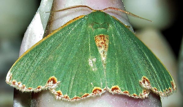 /filer/webapps/moths/media/images/D/devocata_mozambica_Heterorachis_A_Braun_01.jpg