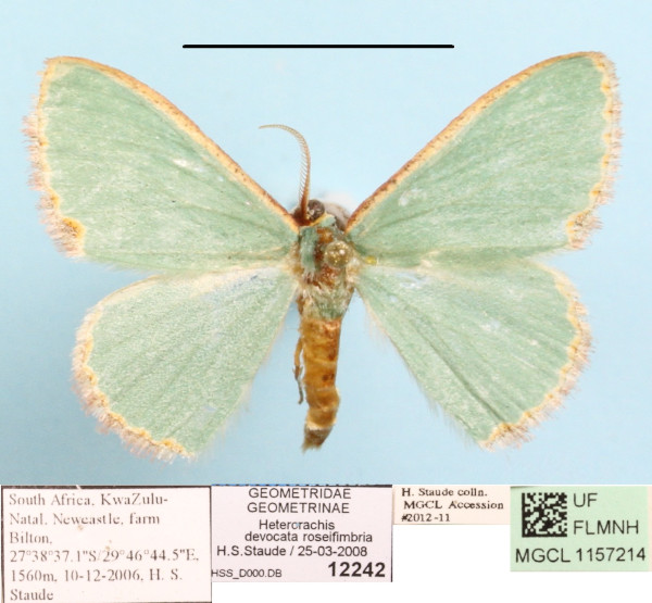 /filer/webapps/moths/media/images/D/devocata_roseifimbria_A_MGCLa_01.JPG