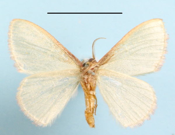 /filer/webapps/moths/media/images/D/devocata_roseifimbria_A_MGCLb_01.JPG