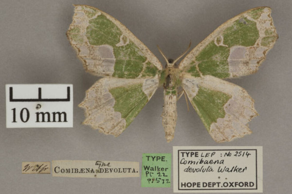 /filer/webapps/moths/media/images/D/devoluta_Archichlora_HTM_OUMNHa_01.jpg