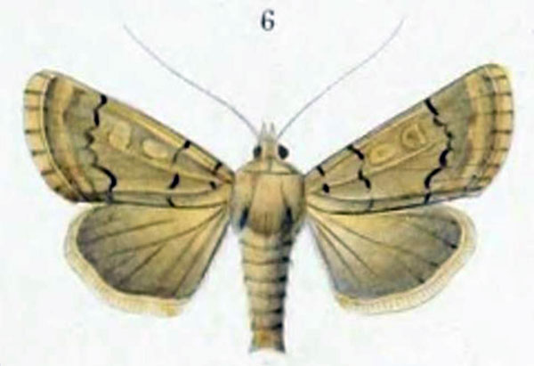 /filer/webapps/moths/media/images/D/devota_Agrotis_ST_Christoph_1884_7-6.jpg