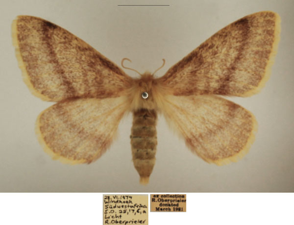 /filer/webapps/moths/media/images/D/devylderi_Trichophiala_AF_TMSA_01.jpg