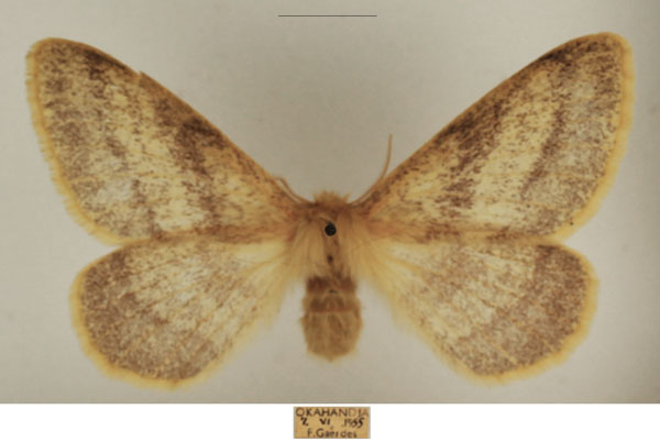 /filer/webapps/moths/media/images/D/devylderi_Trichophiala_AF_TMSA_02.jpg
