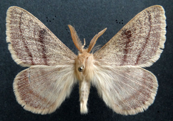 /filer/webapps/moths/media/images/D/devylderi_Trichophiala_AM_MHNGa.jpg
