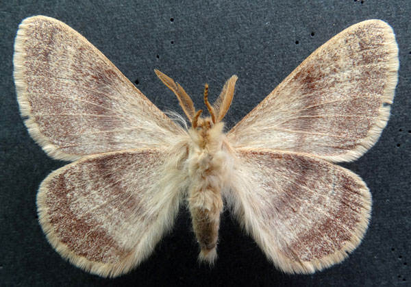 /filer/webapps/moths/media/images/D/devylderi_Trichophiala_AM_MHNGb.jpg