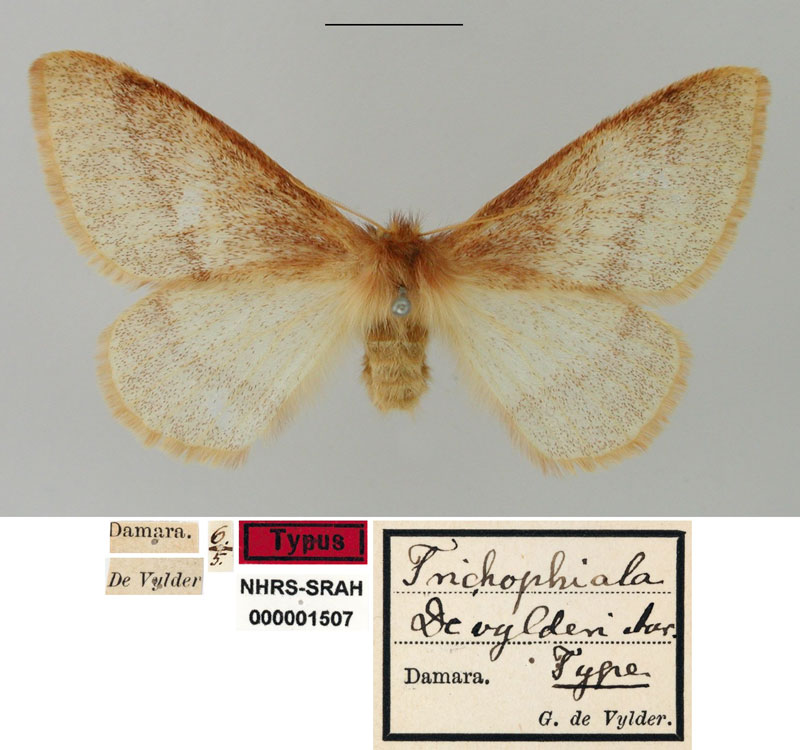 /filer/webapps/moths/media/images/D/devylderi_Trichophiala_HT_SNHM.jpg