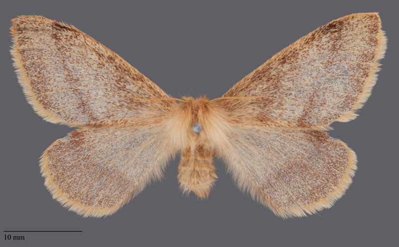 /filer/webapps/moths/media/images/D/devylderi_Trichophiala_PLT_SNHM_01.jpg