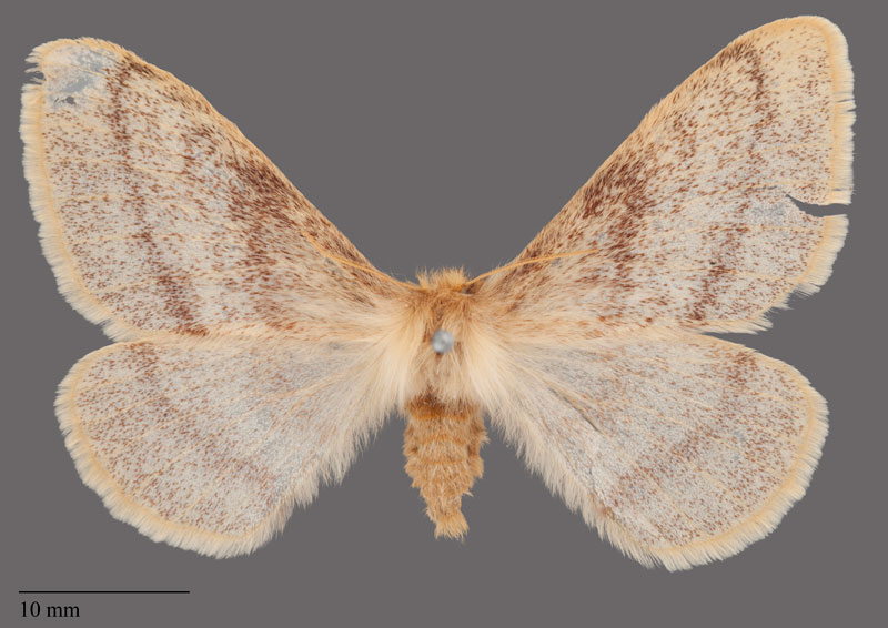 /filer/webapps/moths/media/images/D/devylderi_Trichophiala_PLT_SNHM_02.jpg