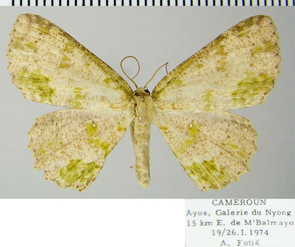 /filer/webapps/moths/media/images/D/dewitzi_Cyclophora_AF_ZSM.jpg