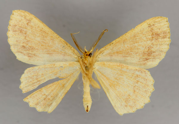 /filer/webapps/moths/media/images/D/dewitzi_Cyclophora_A_ZSM_02.jpg
