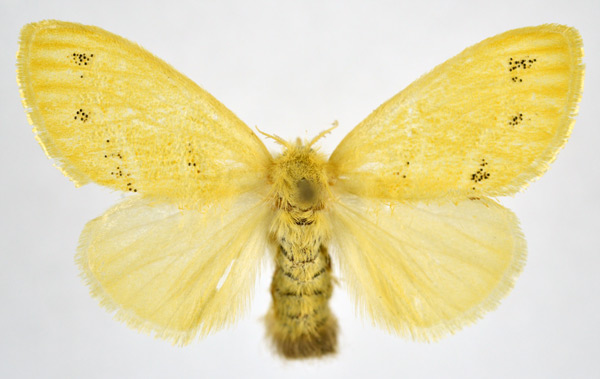 /filer/webapps/moths/media/images/D/dewitzi_Euproctis_AF_NHMO.jpg
