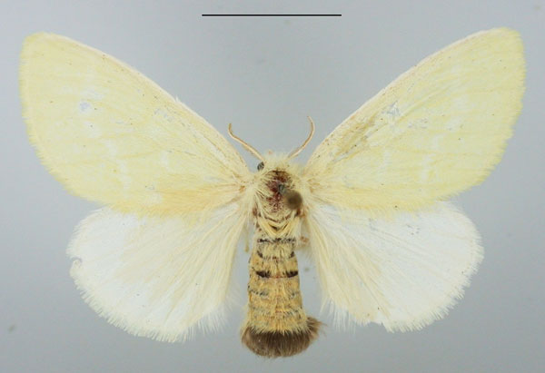 /filer/webapps/moths/media/images/D/dewitzi_Euproctis_AF_TMSA_01.jpg