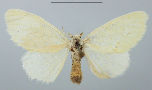 /filer/webapps/moths/media/images/D/dewitzi_Euproctis_AF_TMSA_02.jpg