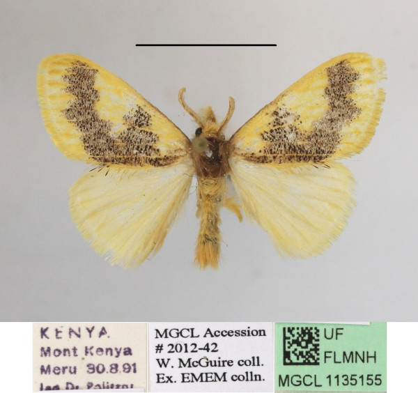 /filer/webapps/moths/media/images/D/dewitzi_Euproctis_AM_MGCLa_01.JPG