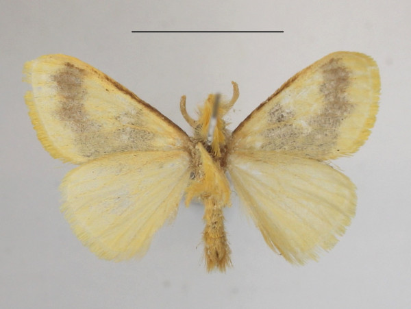 /filer/webapps/moths/media/images/D/dewitzi_Euproctis_AM_MGCLb_01.JPG