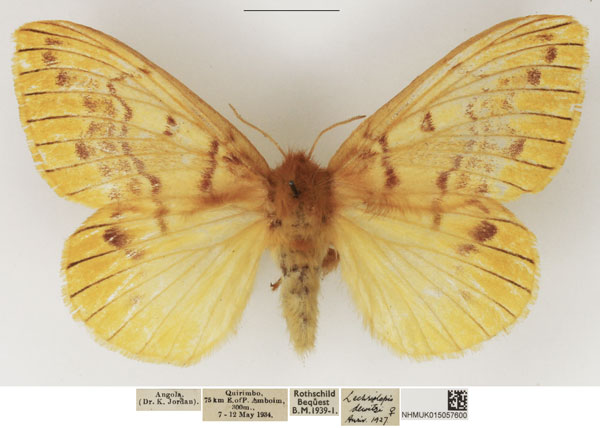 /filer/webapps/moths/media/images/D/dewitzi_Lechriolepis_AF_NHMUK.jpg