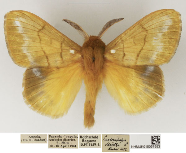/filer/webapps/moths/media/images/D/dewitzi_Lechriolepis_AM_NHMUK_01.jpg