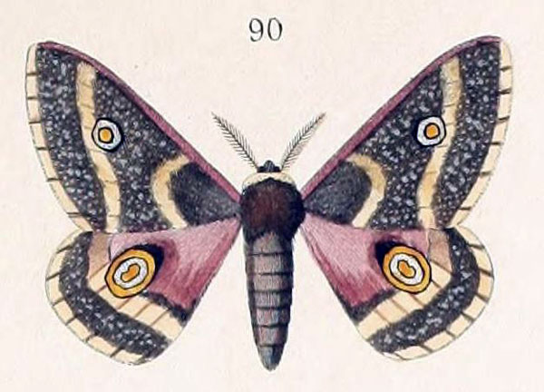 /filer/webapps/moths/media/images/D/dewitzi_Ludia_HT_Maassen_44-90.jpg