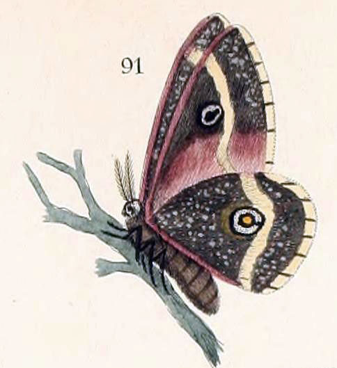 /filer/webapps/moths/media/images/D/dewitzi_Ludia_HT_Maassen_44-91.jpg