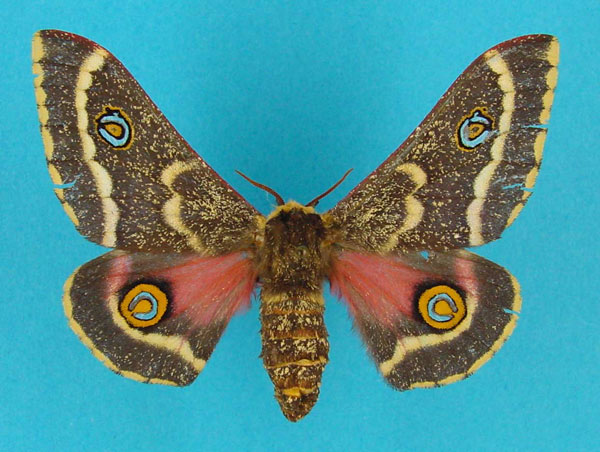 /filer/webapps/moths/media/images/D/dewitzi_Vegetia_AF_Legrain.jpg