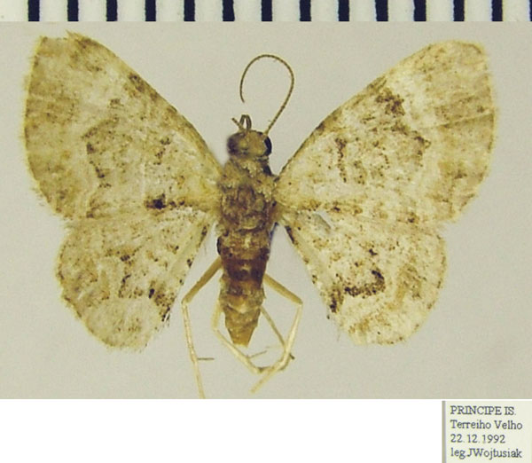 /filer/webapps/moths/media/images/D/dexiphyma_Mesocolpia_AF_ZSMa.jpg