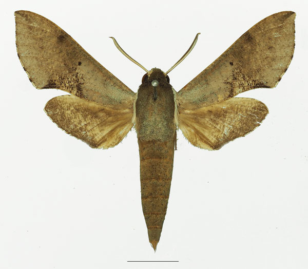 /filer/webapps/moths/media/images/D/dexippus_Hippotion_AM_Basquina.jpg