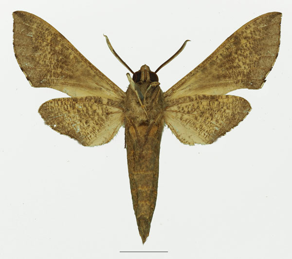 /filer/webapps/moths/media/images/D/dexippus_Hippotion_AM_Basquinb.jpg