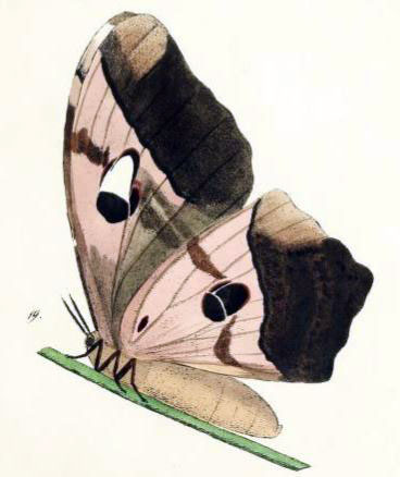 /filer/webapps/moths/media/images/D/deyrollei_Bunaea_AF_Maassen_18b.jpg