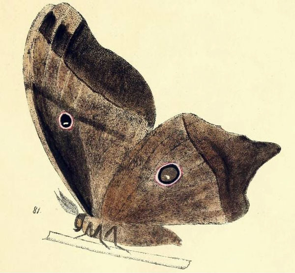 /filer/webapps/moths/media/images/D/deyrollei_Bunaea_AM_Maassen_81.jpg