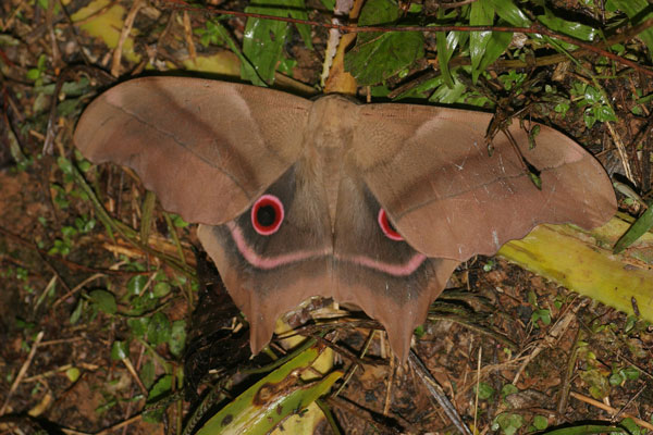 /filer/webapps/moths/media/images/D/deyrollei_Pseudimbrasia_A_Jorpeland.jpg