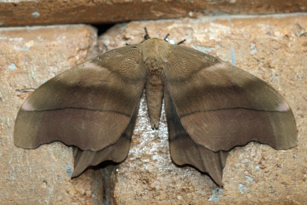 /filer/webapps/moths/media/images/D/deyrollei_Pseudimbrasia_A_Voaden.jpg