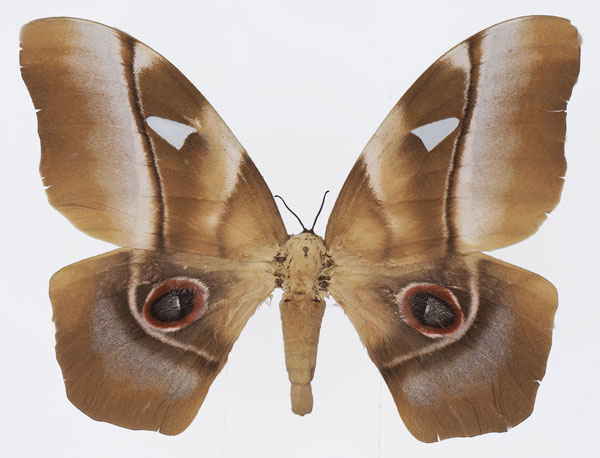 /filer/webapps/moths/media/images/D/deyrollii_Pseudimbrasia_AF_Basquin.jpg