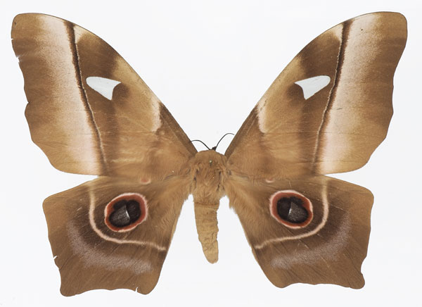 /filer/webapps/moths/media/images/D/deyrollii_Pseudimbrasia_AF_Basquina.jpg