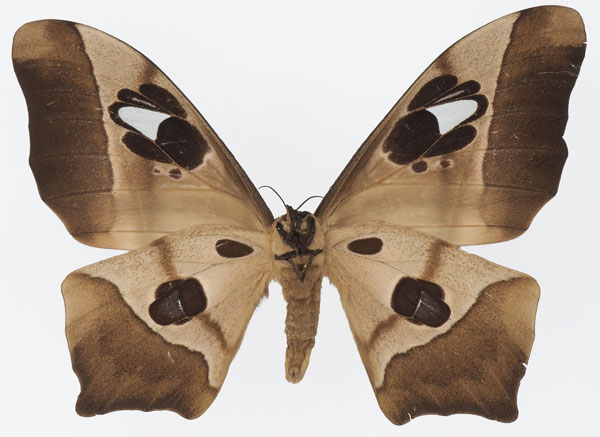 /filer/webapps/moths/media/images/D/deyrollii_Pseudimbrasia_AF_Basquinb.jpg