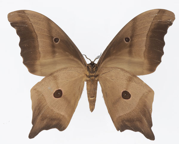 /filer/webapps/moths/media/images/D/deyrollii_Pseudimbrasia_AM_Basquin_02b.jpg