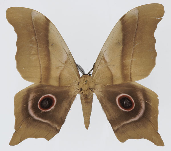 /filer/webapps/moths/media/images/D/deyrollii_Pseudimbrasia_AM_Basquin_03.jpg