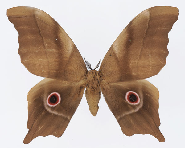 /filer/webapps/moths/media/images/D/deyrollii_Pseudimbrasia_AM_Basquin_04.jpg