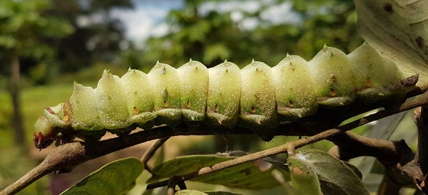 /filer/webapps/moths/media/images/D/deyrollii_Pseudimbrasia_C_Sunnay.jpg