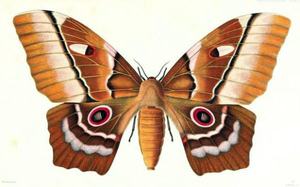 /filer/webapps/moths/media/images/D/deyrollii_Saturnia_HT_Thomson.jpg