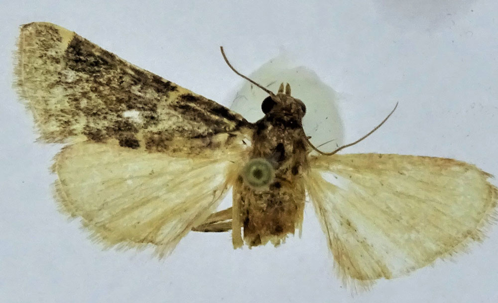 /filer/webapps/moths/media/images/D/dhofaralis_Pithyllis_HT_ZSM.jpg
