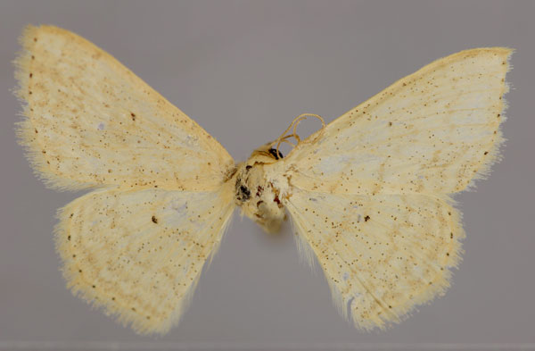 /filer/webapps/moths/media/images/D/dhofarata_Scopula_A_ZSM_01.jpg