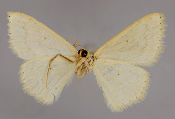 /filer/webapps/moths/media/images/D/dhofarata_Scopula_A_ZSM_02.jpg