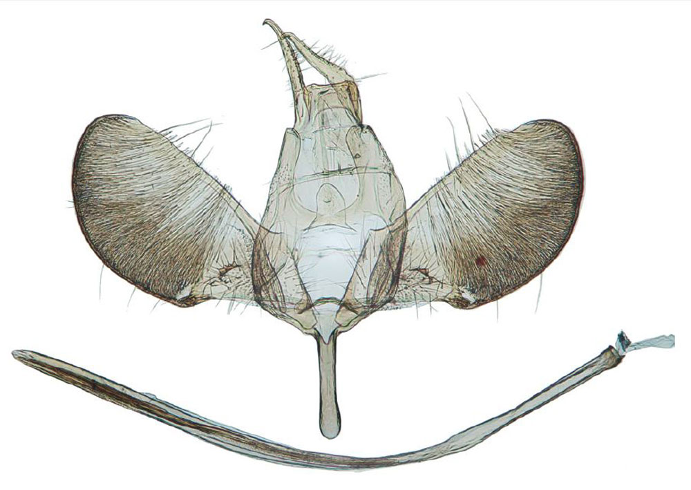 /filer/webapps/moths/media/images/D/dhofarensis_Yponomeuta_GMPT_Agassiz_1327.jpg
